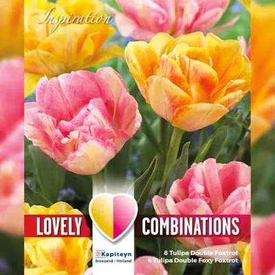 Комбо Тюльпани Double Orange & Pink (Брендові цибулини KAPITEYN®) фото