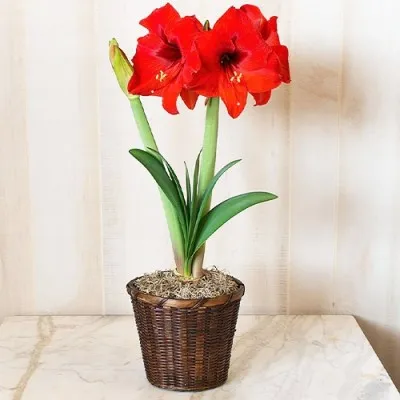 Амариліc Double Six фото