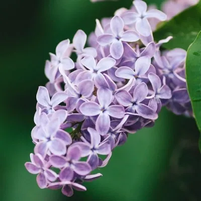 Бузок Drushba фото