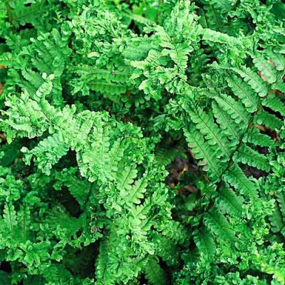 Дріоптеріс Crispa Cristata фото