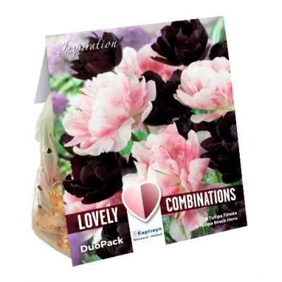 Комбо Тюльпани Duopack Double Black and Pink (Брендові цибулини KAPITEYN®) фото