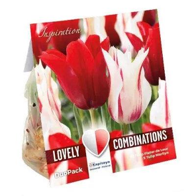 Комбо Тюльпани Duopack Lilyflowering Red and White (Брендові цибулини KAPITEYN®) фото