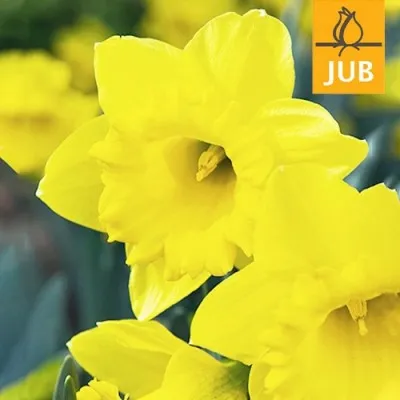 Нарцис Dutch Master (Брендові цибулини Jub Holland) фото