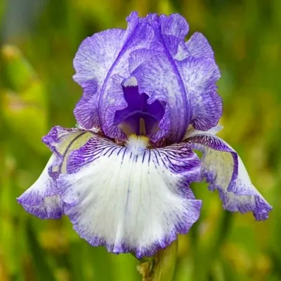 Ірис Earl of Essex фото