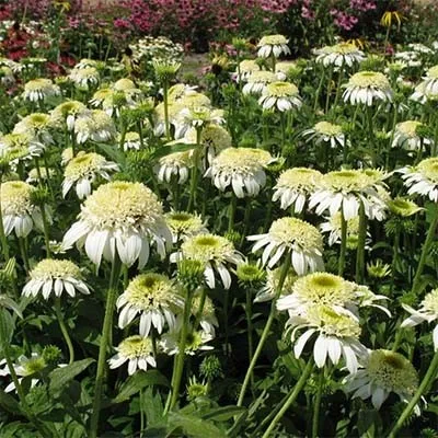 Ехінацея White Double Delight фото