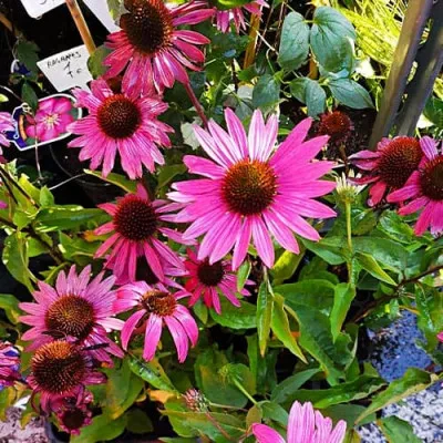Ехінацея Bright Rose фото
