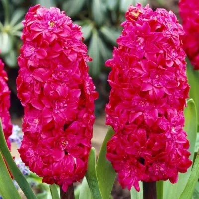 Гіацинт Махровий Holly Hock фото