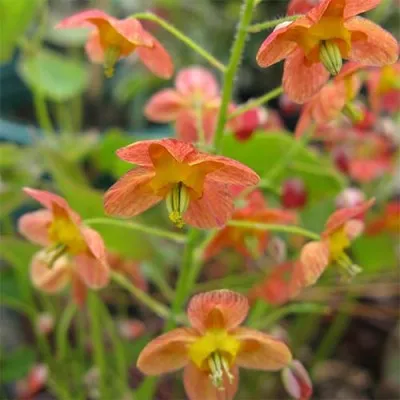 Епімедіум Orange Queen фото