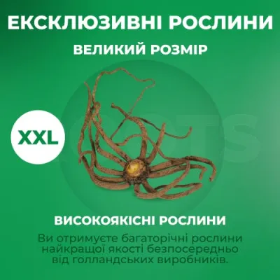 Еремурус Mix фото
