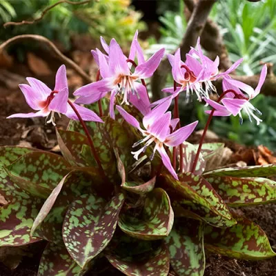 Еритроній Purple King фото