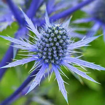 Миколайчики Alpinum фото