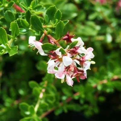 Ескаллонія Donard Seedling фото