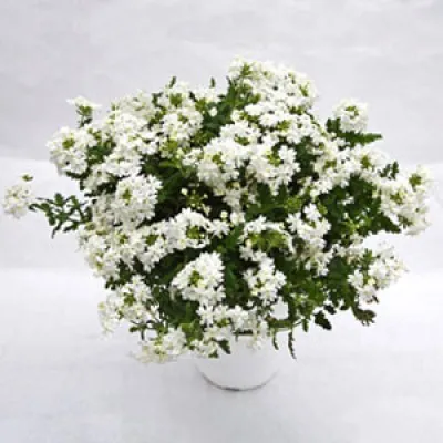 Вербена Estrella White фото