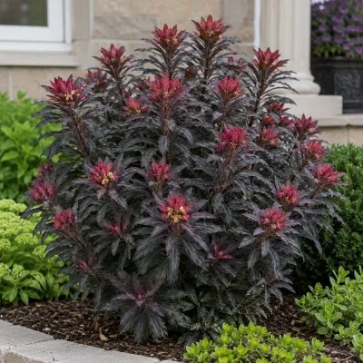 Еуфорбія Amygdaloides Purpurea фото