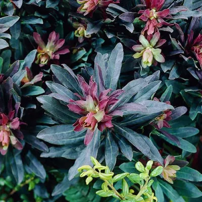 Еуфорбія Amygdaloides Purpurea фото
