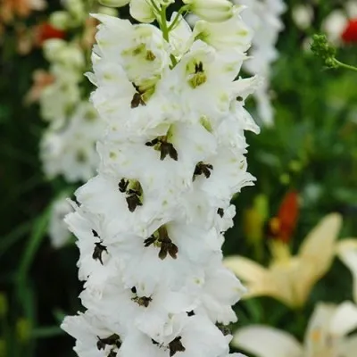 Дельфініум Magic Fountain White Dark Bee фото