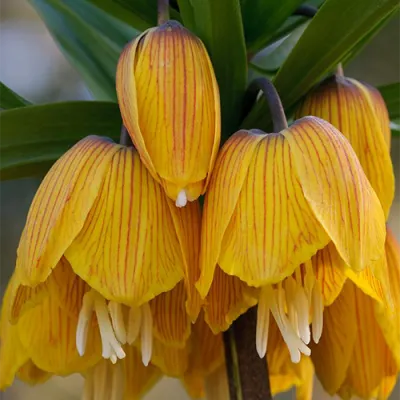 Фрітіларія Imperialis Striped Beauty фото