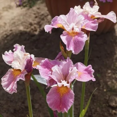 Ірис Sibirica Fancy Me This фото