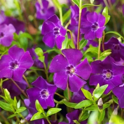 Барвінок Atropurpurea фото