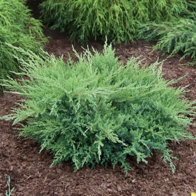 Ялівець Pfitzeriana Compacta фото