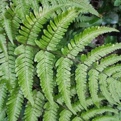 Папороть Щитник Клінтона (Dryopteris clintoniana) фото