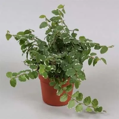 Фікус White Sunny фото