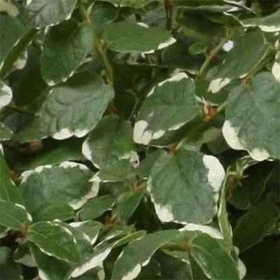 Фікус White Sunny фото