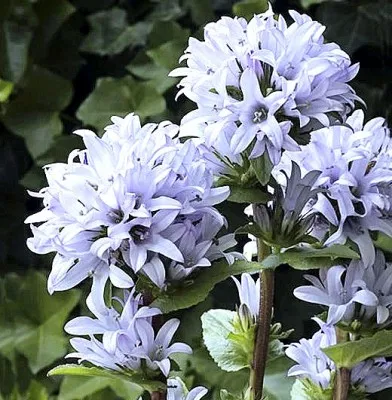 Кампанула Emerald фото