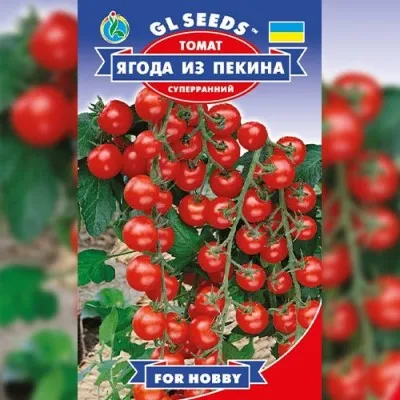 Помідор Ягода з Пекiну китайський черрі фото