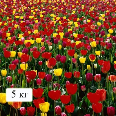 Мінеральні добрива Для квітів (на 200 м. кв) фото