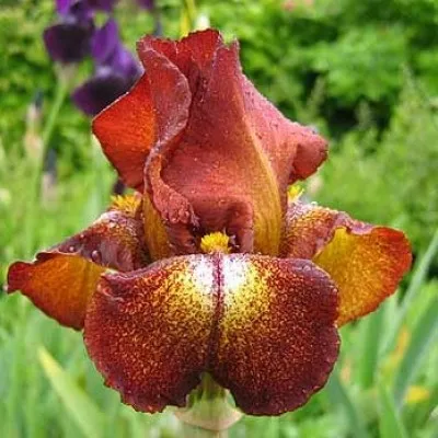 Ірис Fire Cracker фото