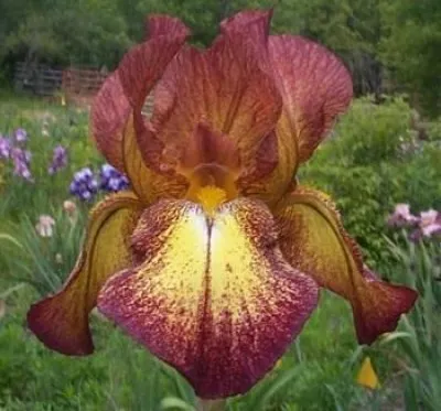 Ірис Fire Cracker фото