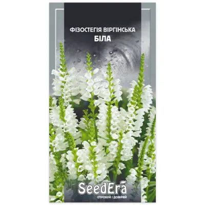 Фізостегія віргінська біла (ТМ SeedEra) фото