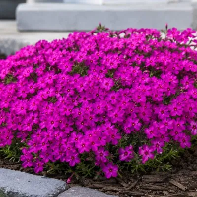 Флокс Crackerjack фото