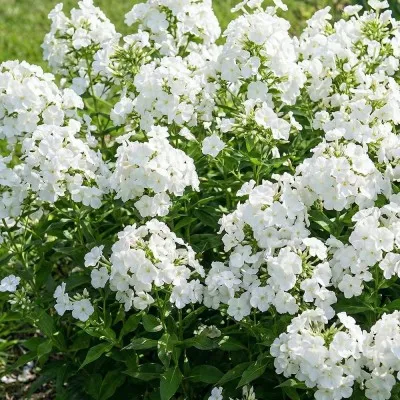 Флокс White Sparr фото