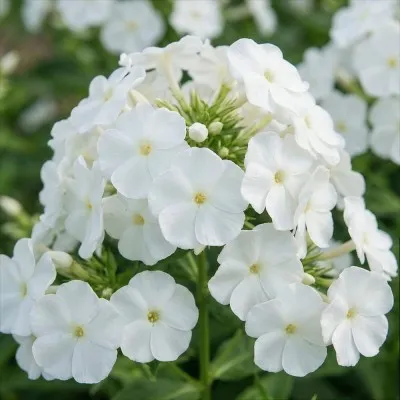 Флокс White Sparr фото
