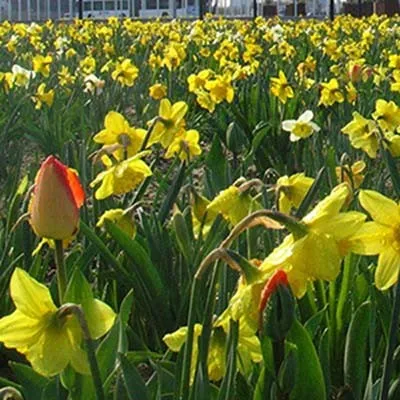 Мікс ландшафтний Floriade фото