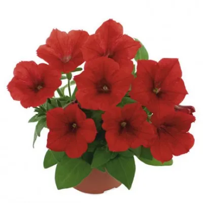 Петунія Fortunia Red фото