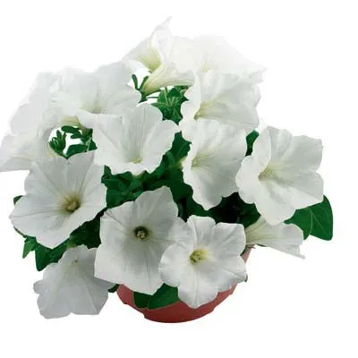 Петунія Fortunia White фото
