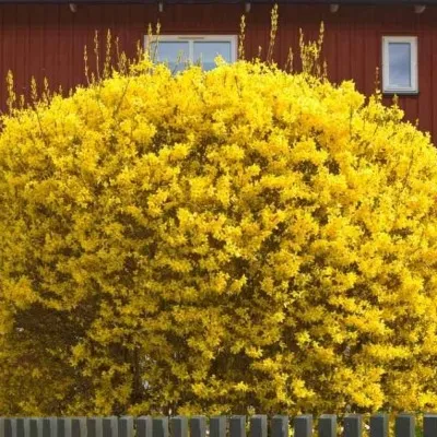 Форзиція тетраплоїдна фото