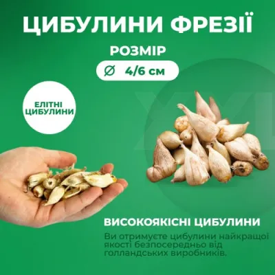 Фрезія Single Mix 100 фото