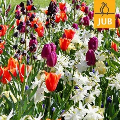 Мікс ландшафтний Fresh Spring (Брендові цибулини Jub Holland) фото