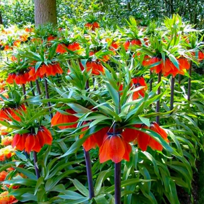Фрітіларія Imperialis Rubra фото