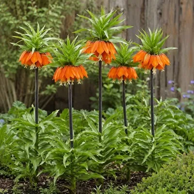 Фрітіларія Imperialis Garland Star фото