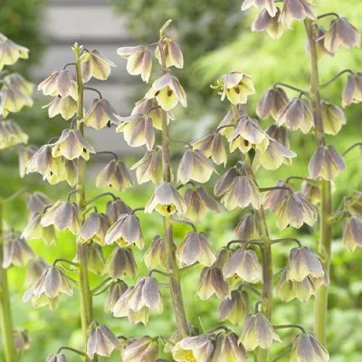Фрітіларія Persica Green Dreams фото
