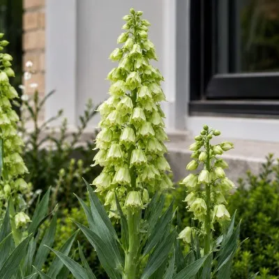 Фрітіларія Persica Ivory Bells фото