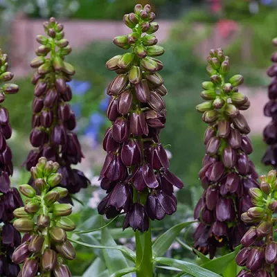Фрітіларія Purple Dynamite фото