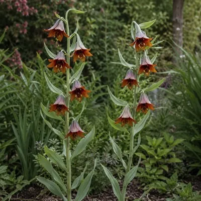 Фрітіларія Persica фото