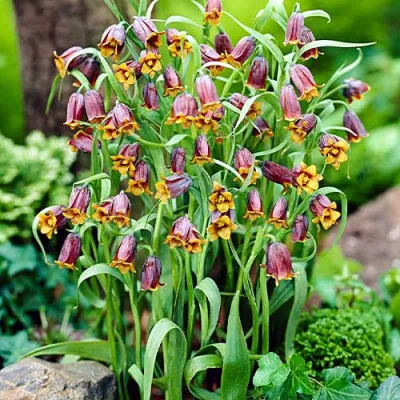 Фрітіларія Uva-Vulpis фото