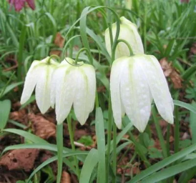Фрітіларія Meleagris Alba фото